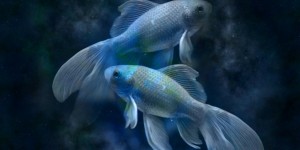 Beitragsbild des Blogbeitrags Zwei gleichsam verschieden bunte Fische