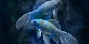 Beitragsbild des Blogbeitrags Zwei gleichsam verschieden bunte Fische 