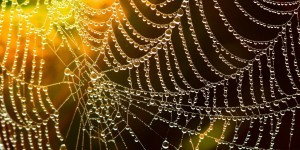 Beitragsbild des Blogbeitrags Worte der Weisheit#790