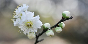 Beitragsbild des Blogbeitrags Worte der Weisheit#731