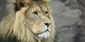 Beitragsbild des Blogbeitrags Worte der Weisheit#736