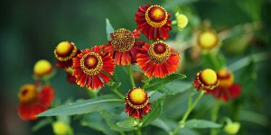 Beitragsbild des Blogbeitrags Worte der Weisheit#744