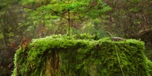 Beitragsbild des Blogbeitrags Worte der Weisheit#743