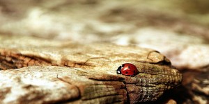 Beitragsbild des Blogbeitrags Worte der Weisheit#753