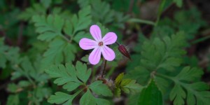 Beitragsbild des Blogbeitrags Wieder mal ein paar Fotos