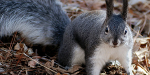 Beitragsbild des Blogbeitrags Wenn Eichhörnchen angreifen.