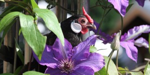 Beitragsbild des Blogbeitrags Bantam