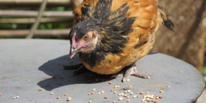 Beitragsbild des Blogbeitrags Vorwerkhuhn