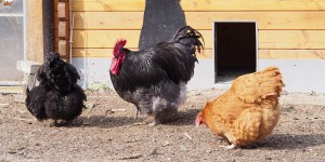 Beitragsbild des Blogbeitrags Orpington