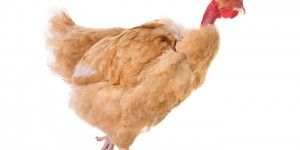 Beitragsbild des Blogbeitrags Nackthalshuhn