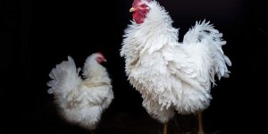 Beitragsbild des Blogbeitrags Strupphuhn
