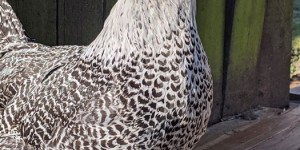 Beitragsbild des Blogbeitrags Westfälischer Totleger