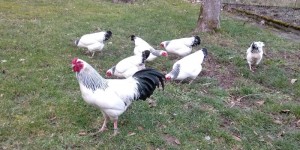 Beitragsbild des Blogbeitrags Deutsche Reichshühner