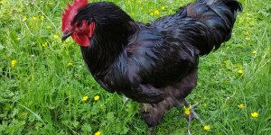 Beitragsbild des Blogbeitrags Deutsches Langschan