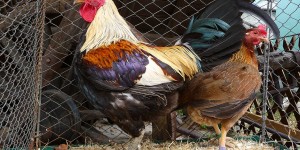 Beitragsbild des Blogbeitrags Altenglischer Kämpfer