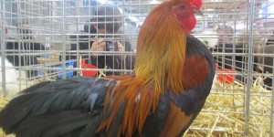 Beitragsbild des Blogbeitrags Ardenner