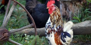 Beitragsbild des Blogbeitrags Bergische Schlotterkämme