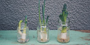 Beitragsbild des Blogbeitrags Regrowing – das Nachwachsenlassen von Obst- und Gemüseresten