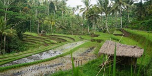 Beitragsbild des Blogbeitrags Indonesia 