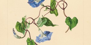 Beitragsbild des Blogbeitrags Blumiges in Wiens Museen – Folge 1. Blumenaquarelle aus dem Biedermeier im Theatermuseum