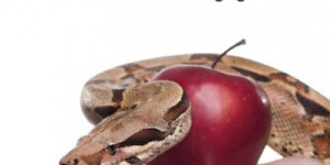 Beitragsbild des Blogbeitrags Aus dem Bücherkasten (Sündhaft gesund)