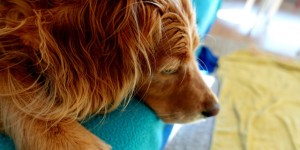 Beitragsbild des Blogbeitrags Hast du genügend Zeit für einen Hund?