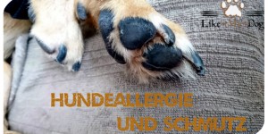 Beitragsbild des Blogbeitrags Hundeallergie und Schmutz – Eine Übersicht 