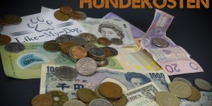 Beitragsbild des Blogbeitrags 3 Hundekosten – Was kostet mich mein Hund?