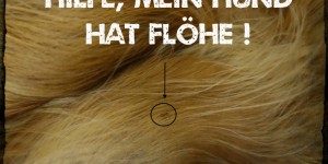 Beitragsbild des Blogbeitrags Hilfe, wie werde ich die Flöhe bei meinem Hund los!? 
