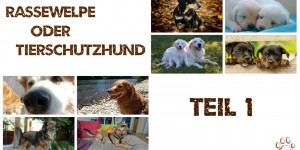 Beitragsbild des Blogbeitrags Punkt 6: Rassewelpe oder Tierschutzhund!? Teil 1 