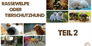 Beitragsbild des Blogbeitrags Punkt 6: Rassewelpe oder Tierschutzhund!? Teil 2 