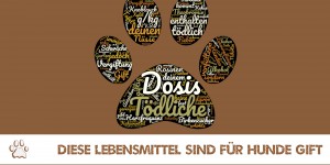 Beitragsbild des Blogbeitrags Diese Lebensmittel sind für Hunde Gift