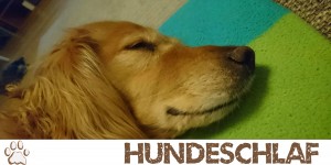 Beitragsbild des Blogbeitrags Wie viel Schlaf braucht dein Hund