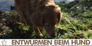 Beitragsbild des Blogbeitrags Entwurmen bei deinem Hund, aber wie? 