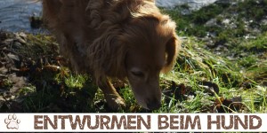 Beitragsbild des Blogbeitrags Entwurmen bei deinem Hund, aber wie?