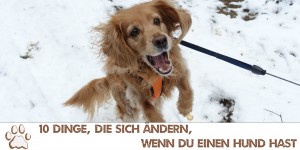 Beitragsbild des Blogbeitrags 10 Dinge, die sich ändern, wenn du einen Hund hast 