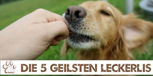 Beitragsbild des Blogbeitrags Die 5 geilsten Leckerlis für deinen Hund