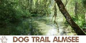 Beitragsbild des Blogbeitrags Dog Trail: Der Almsee ein Naturparadies