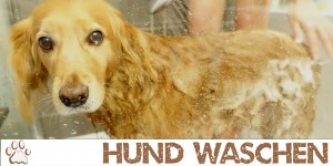 Beitragsbild des Blogbeitrags Hund waschen: So machst du es richtig!