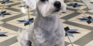 Beitragsbild des Blogbeitrags Malteser Hund – Familienhund? 