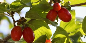 Beitragsbild des Blogbeitrags Pielachtaler Dirndlkirtag, fruchtig unterwegs!