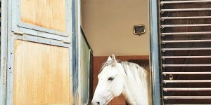 Beitragsbild des Blogbeitrags Spanische Hofreitschule Wien, Führungen 