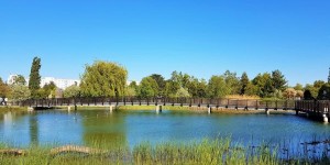 Beitragsbild des Blogbeitrags Die besten Naturbadeplätze in Wien, gratis