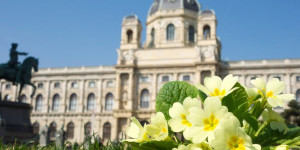 Beitragsbild des Blogbeitrags Wildpflanzen aus Wien, wie das schmeckt!