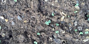 Beitragsbild des Blogbeitrags Frühling in Hawei