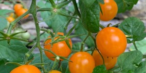 Beitragsbild des Blogbeitrags Spaghetti mit geschmorten Tomaten