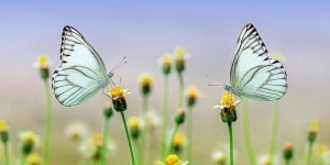 Beitragsbild des Blogbeitrags Guten Morgen 