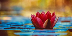 Beitragsbild des Blogbeitrags die letzten Sommer Blüten in meinem Garten 