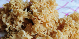 Beitragsbild des Blogbeitrags Krause Glucke — bitte was?