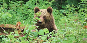 Beitragsbild des Blogbeitrags Riding with Bears – a Romanian cycling experience 
